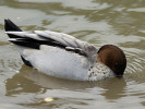 Australian Wood Duck (WWT Slimbridge June 2011) - pic by Nigel Key